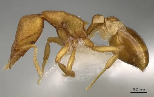 Strumigenys sauteri specimen