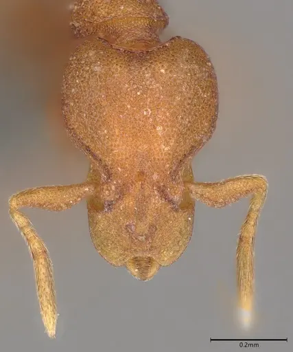 Strumigenys sauteri - CASENT0728915