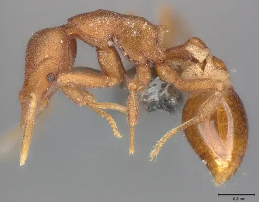 Strumigenys sauteri - CASENT0728915