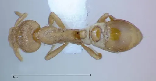 Strumigenys sauteri - FOCOL0192