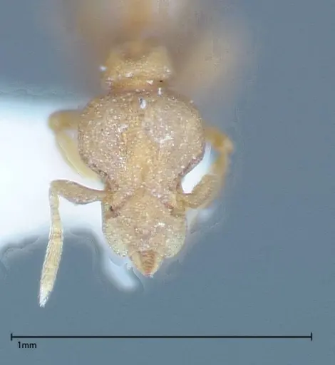 Strumigenys sauteri - FOCOL0192