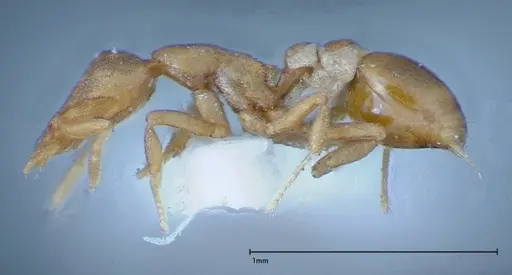 Strumigenys sauteri - FOCOL0192