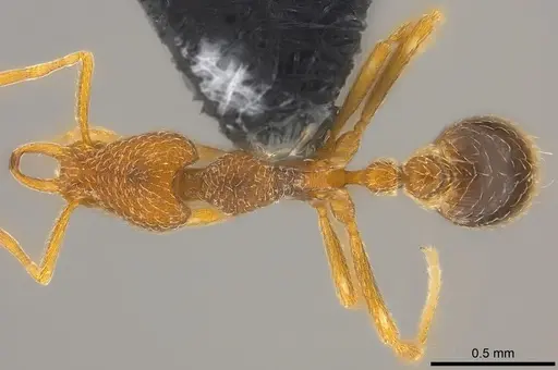 Strumigenys scelesta specimen