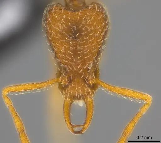 Strumigenys scelesta specimen