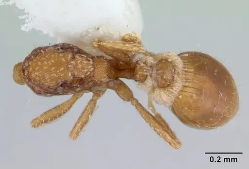 Strumigenys schmalzi specimen