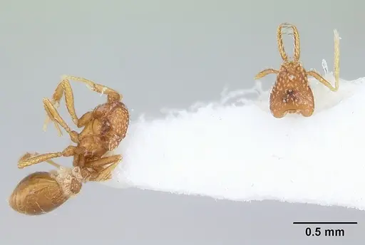 Strumigenys schmalzi specimen