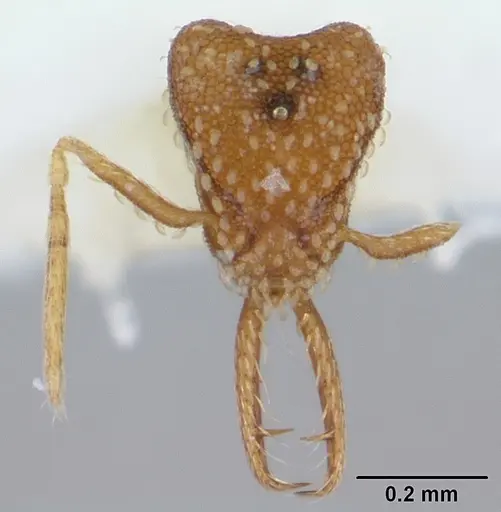 Strumigenys schmalzi specimen