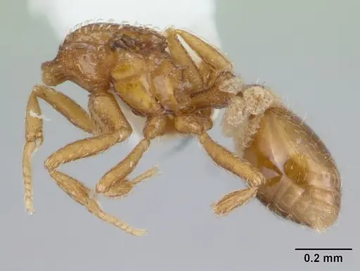 Strumigenys schmalzi - CASENT0178127