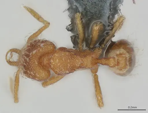 Strumigenys schmalzi - CASENT0372328