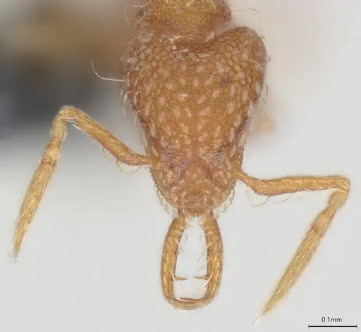 Strumigenys schmalzi - CASENT0372328