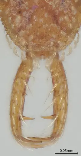 Strumigenys schmalzi - CASENT0372328