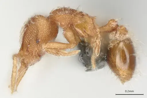 Strumigenys schmalzi - CASENT0372328