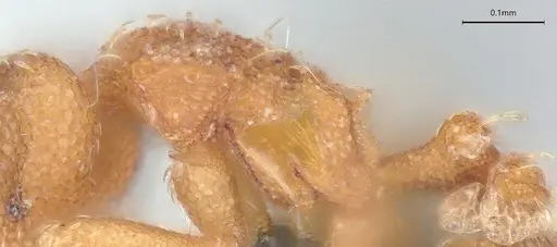 Strumigenys schmalzi - CASENT0372328