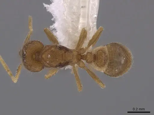 Strumigenys schmalzi - CASENT0658935