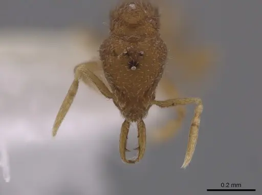 Strumigenys schmalzi - CASENT0658935