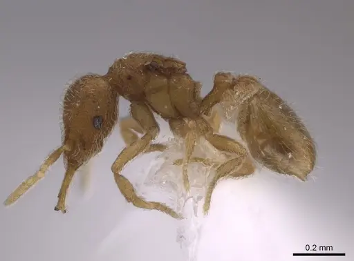 Strumigenys schmalzi - CASENT0658935