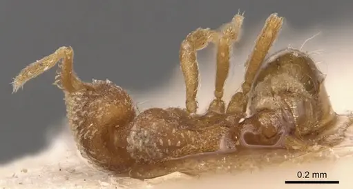 Strumigenys schmalzi - CASENT0904938