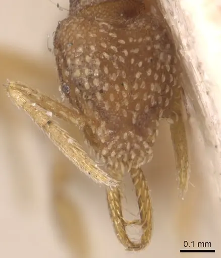 Strumigenys schmalzi - CASENT0904938