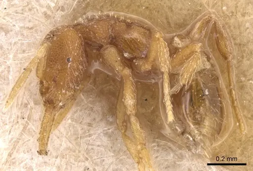 Strumigenys schmalzi - CASENT0904938