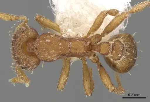 Strumigenys schulzi specimen