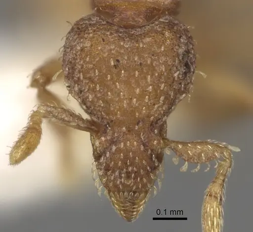 Strumigenys schulzi specimen