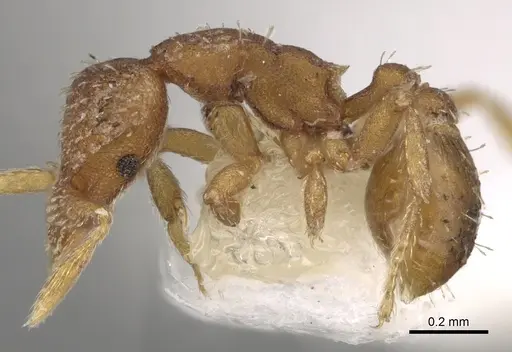 Strumigenys schulzi specimen