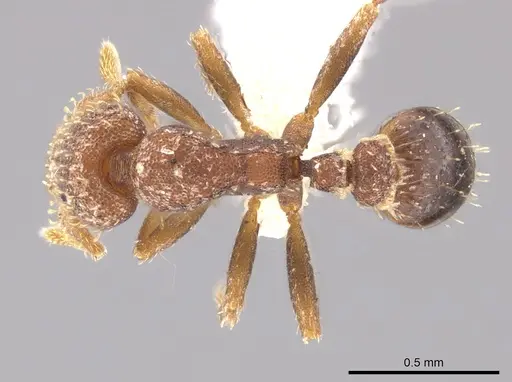 Strumigenys schulzi - CASENT0647506