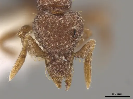 Strumigenys schulzi - CASENT0647506