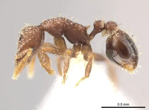 Strumigenys schulzi - CASENT0647506