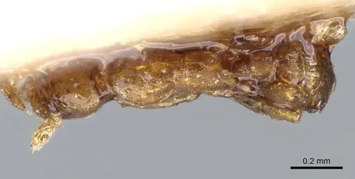 Strumigenys schulzi - CASENT0904958