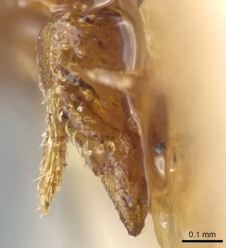 Strumigenys schulzi - CASENT0904958