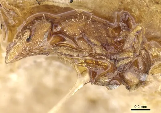 Strumigenys schulzi - CASENT0904958