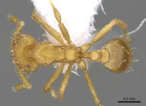 Strumigenys schulzi - CASENT0914612