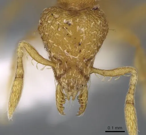 Strumigenys schulzi - CASENT0914612