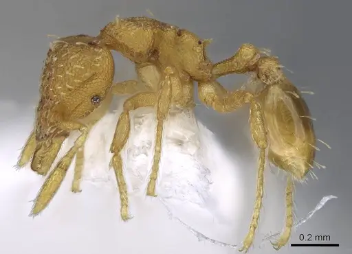 Strumigenys schulzi - CASENT0914612