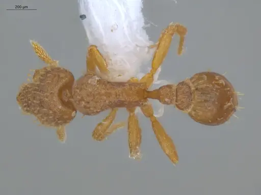 Strumigenys schulzi - ECOFOG-IT14-0429-37