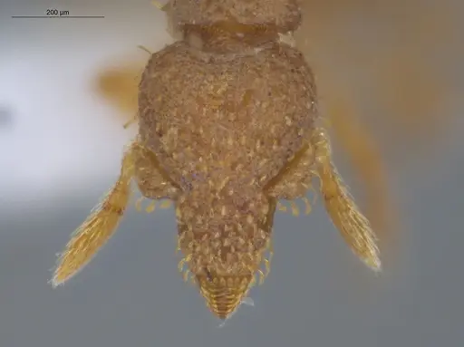 Strumigenys schulzi - ECOFOG-IT14-0429-37