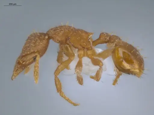 Strumigenys schulzi - ECOFOG-IT14-0429-37