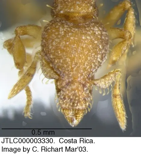 Strumigenys schulzi - JTLC000003330