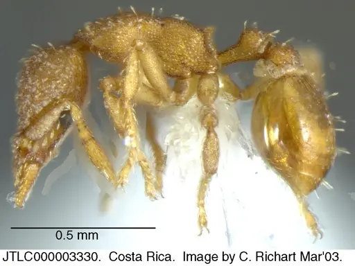 Strumigenys schulzi - JTLC000003330