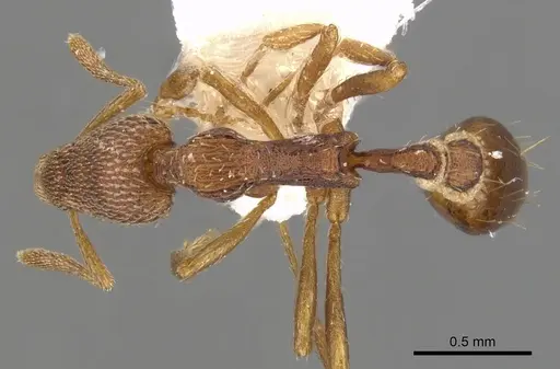 Strumigenys scolopax specimen