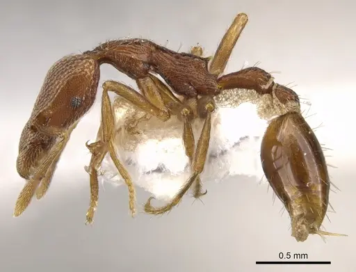 Strumigenys scolopax specimen