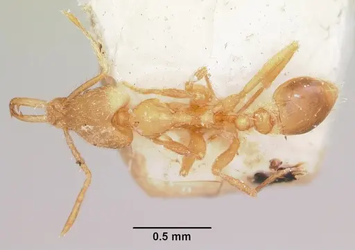 Strumigenys scotti specimen