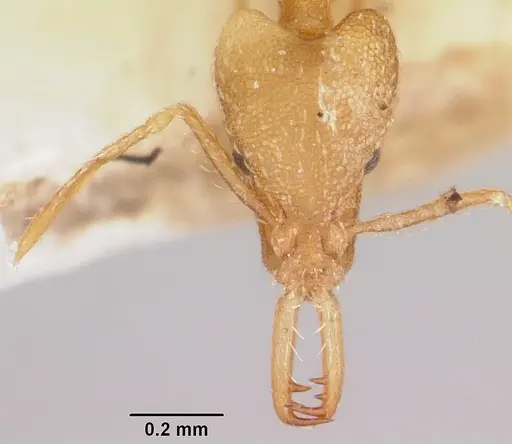 Strumigenys scotti specimen