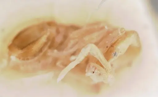 Strumigenys scotti - CASENT0101223