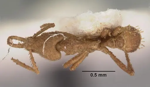 Strumigenys scotti - CASENT0102290