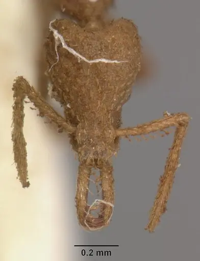 Strumigenys scotti - CASENT0102290