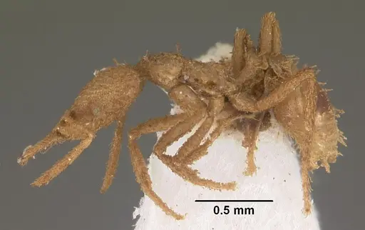 Strumigenys scotti - CASENT0102290