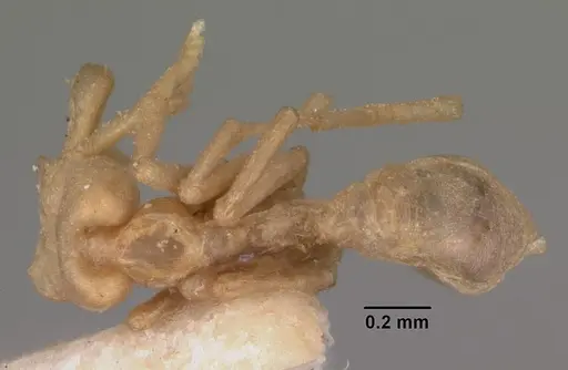 Strumigenys scotti - CASENT0102291