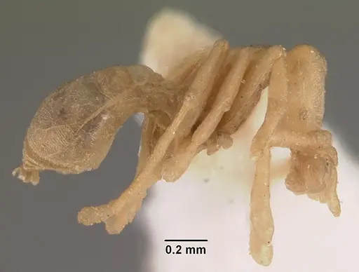 Strumigenys scotti - CASENT0102291